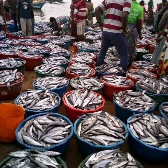 Tanganyika : la suspension de la pêche sur le lac Tanganyika provoque des réactions mitigées.